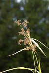 Georgia bulrush